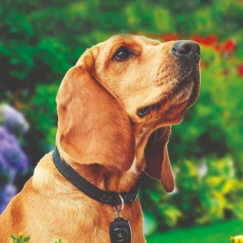 ogrlica protiv krpelja